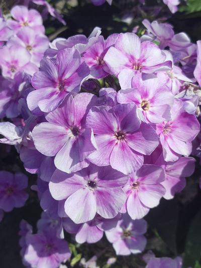 Phlox Bamnini Lucky Lilac