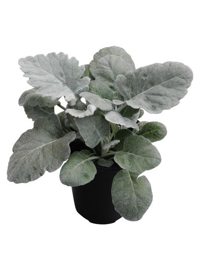 Senecio Silver Shimmer