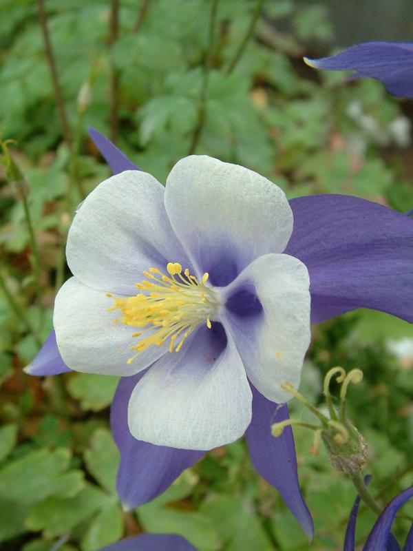 Aquilegia Purple and White