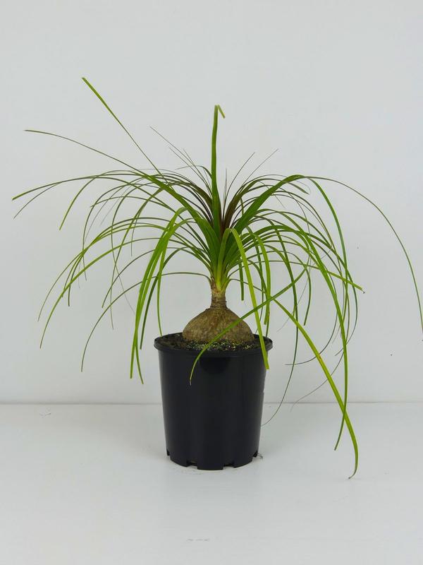 Ponytail Palm - Beaucarnea Recurvata 3.3L