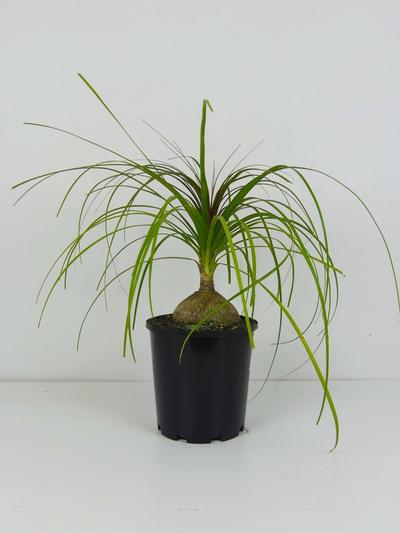 Ponytail Palm - Beaucarnea Recurvata 3.3L