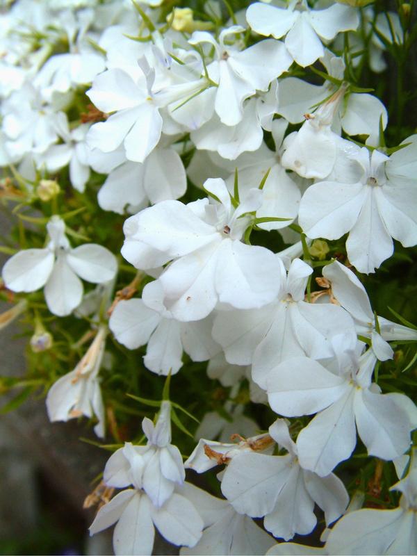 Lobelia White Lady