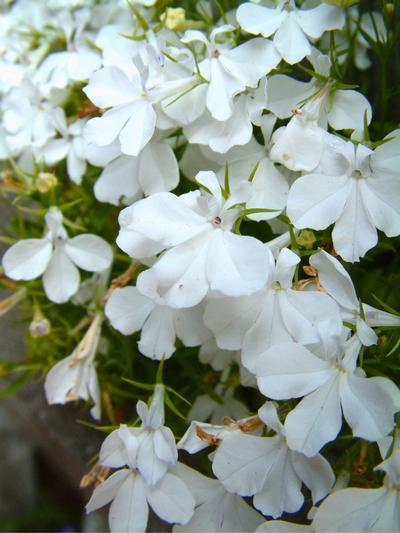 Lobelia White Lady