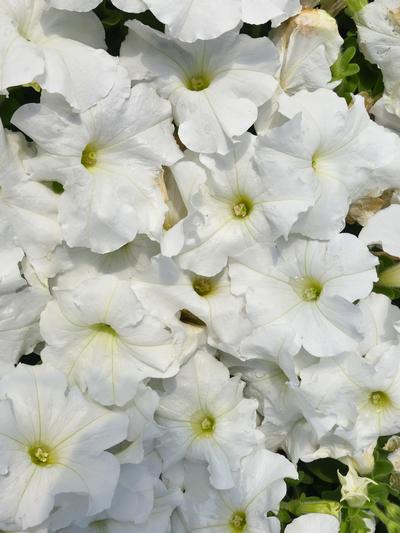 Petunia Charm White