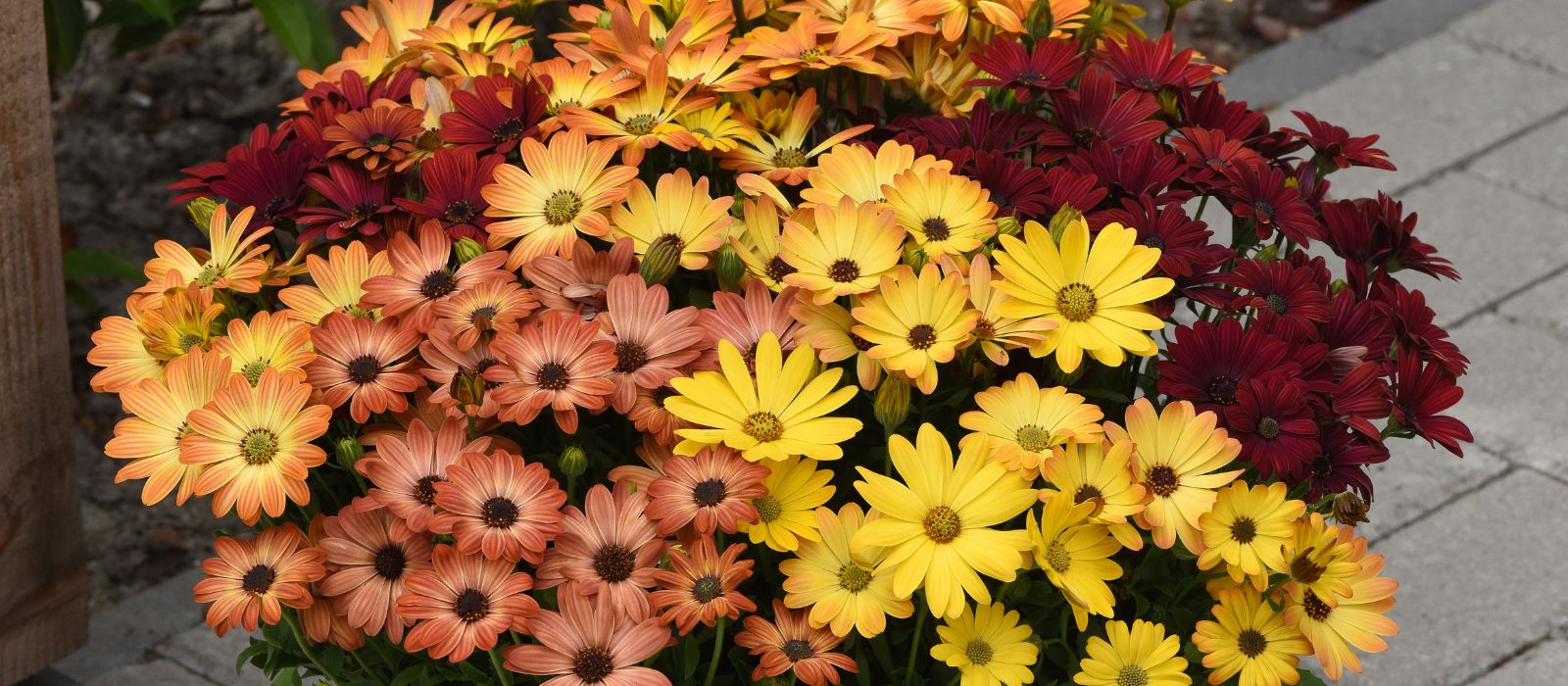 Growing Osteospermum