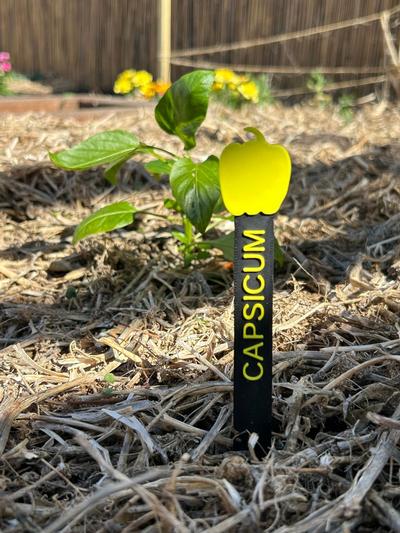 Plant Marker - Capsicum