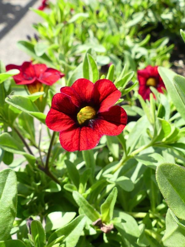 Calibrachoa Dark Red 1.3L 