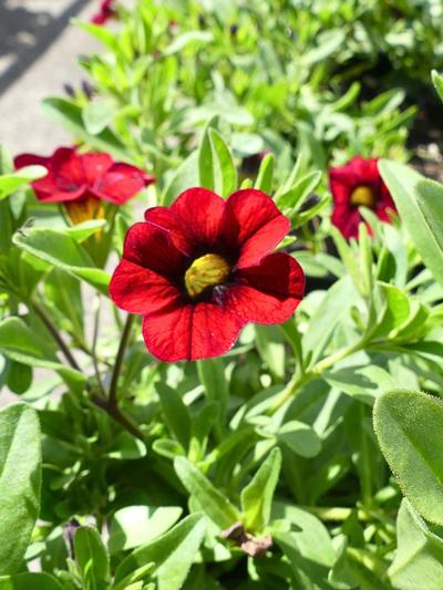 Calibrachoa Dark Red 1.3L 