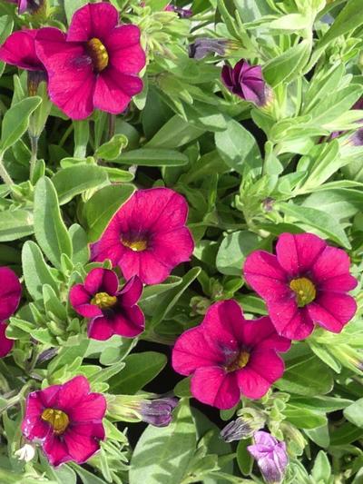 Calibrachoa Dark Pink 1.3L 