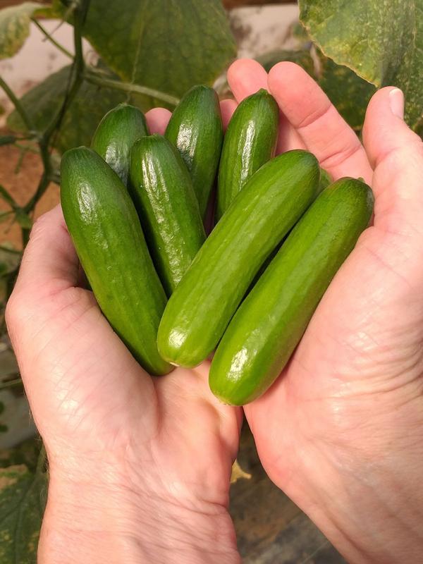 Cucumber Patio Snacker
