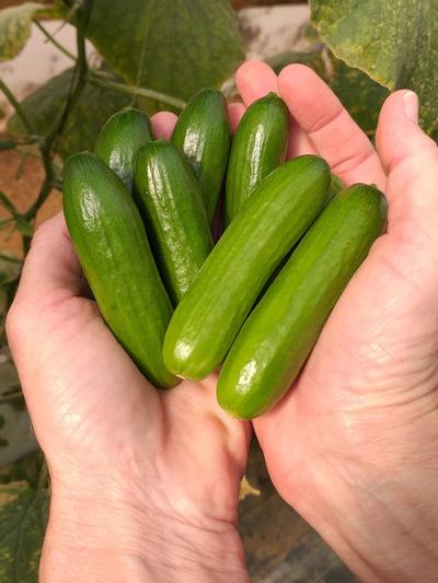 Cucumber Patio Snacker