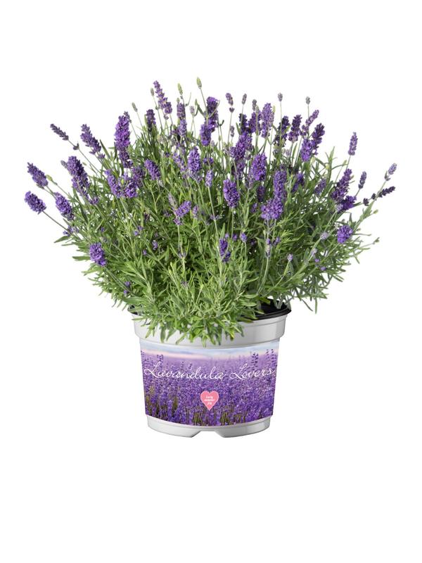 Lavender Essence Purple 1.5L