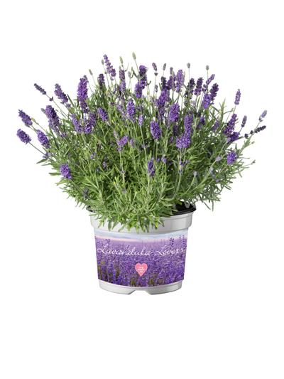 Lavender Essence Purple 2.5L