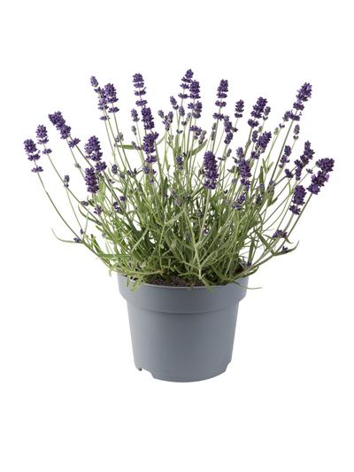 Lavender Lavici Blue 2.5L 