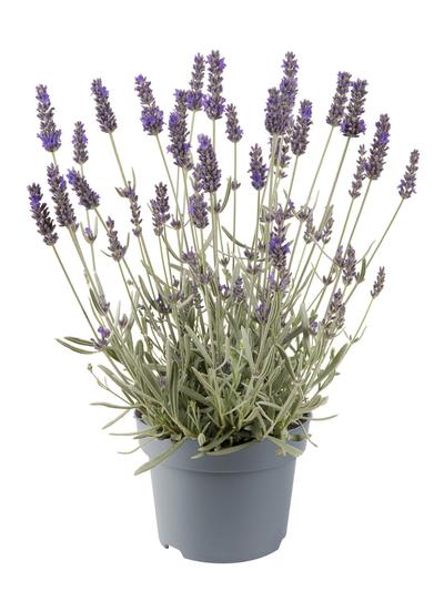 Lavender Silver Mist 1.5L 