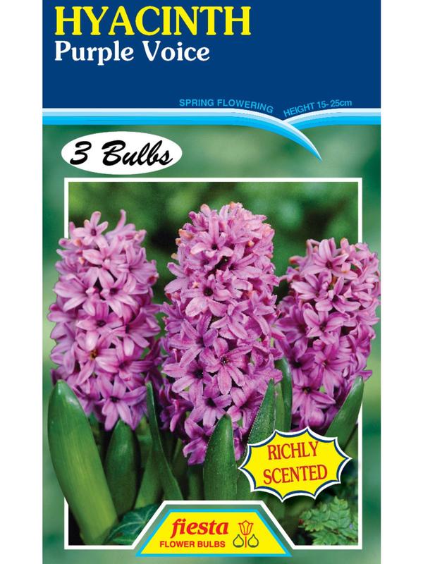 Hyacinth Purple Voice
