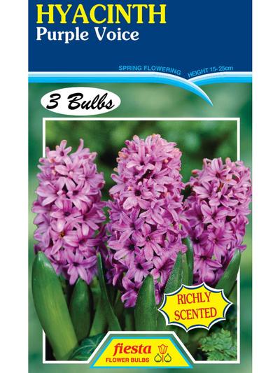 Hyacinth Purple Voice