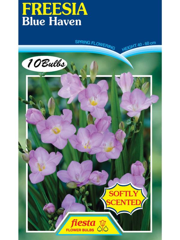 Freesia Blue Haven