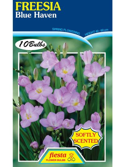 Freesia Blue Haven