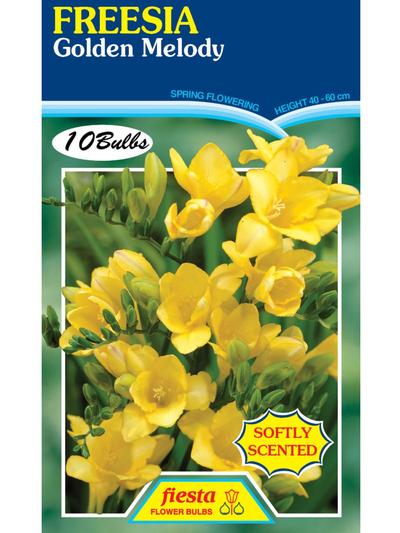 Freesia Golden Melody