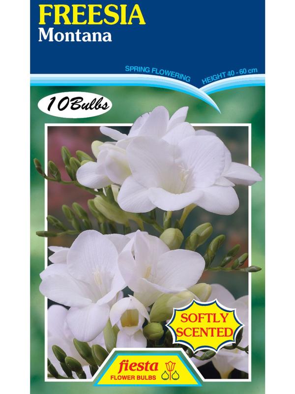 Freesia Montana