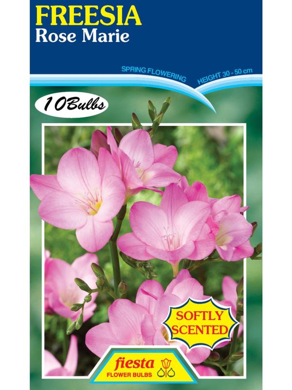 Freesia Rose Marie