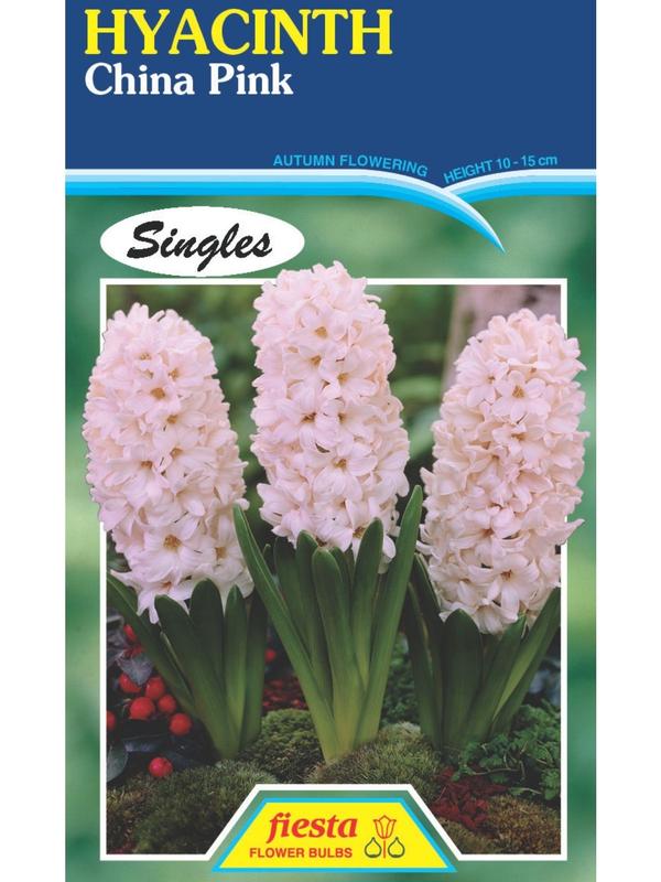 hyacinth china pink
