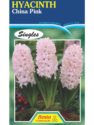 hyacinth china pink