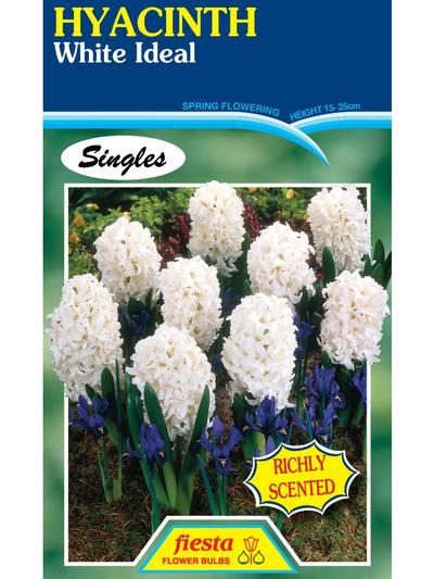hyacinth White Ideal