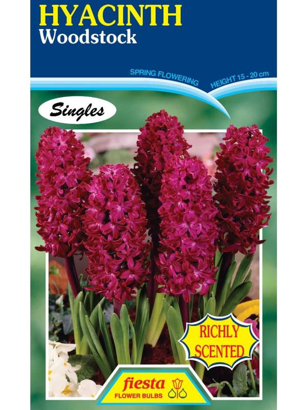 hyacinth Woodstock
