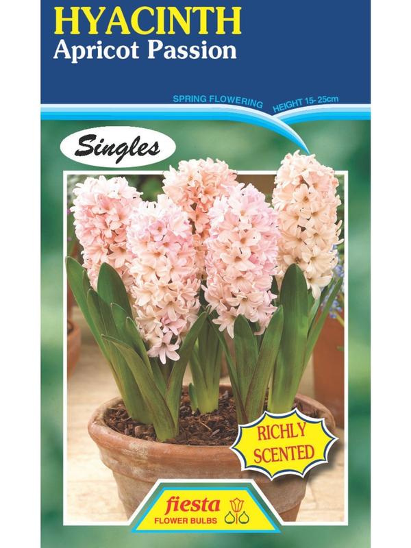 hyacinth Apricot Passion