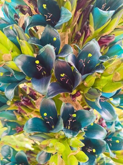 Puya Alpestris Sapphire Towers