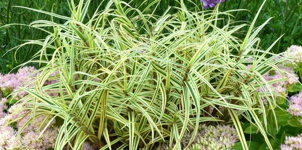 Grasses Flax oderings grown