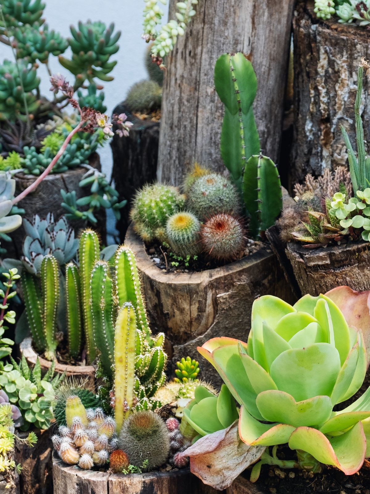 Succulents: A Low-Maintenance Choice