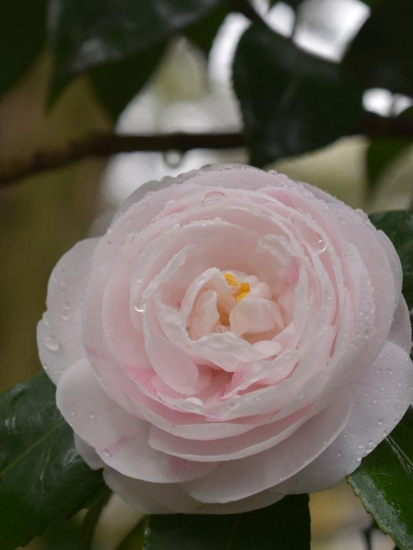 Camellia Nuccios Lace