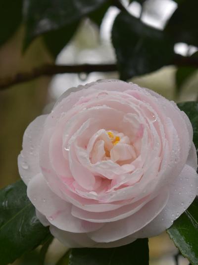 Camellia Nuccios Lace