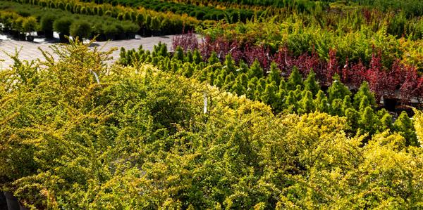 Shrubs oderings grown