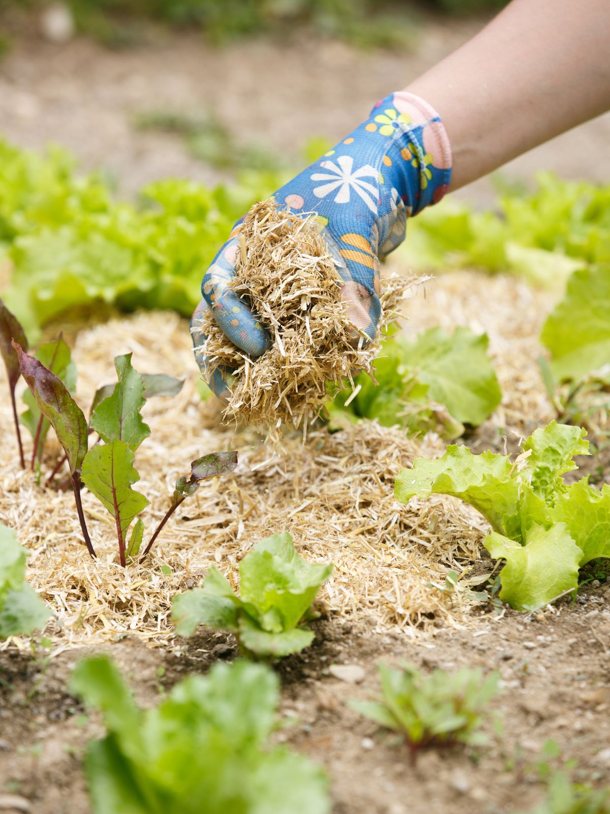 Mulching