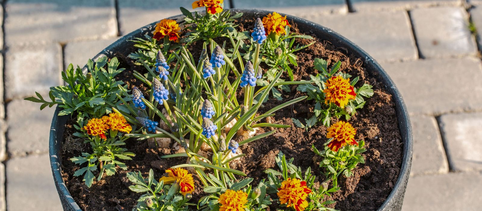 Container Gardens Container Gardens