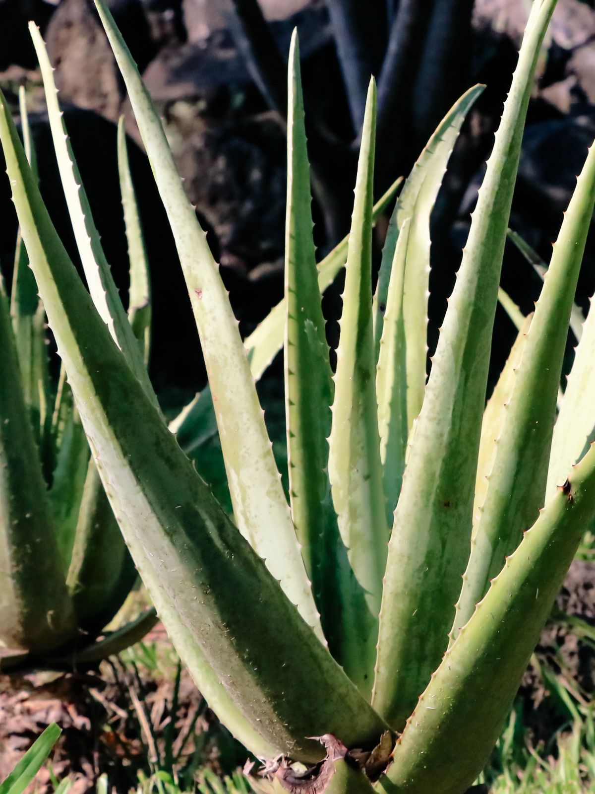 Aloe Vera