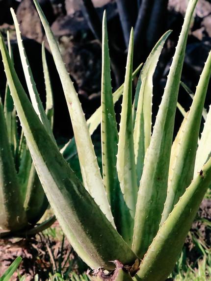 Aloe Vera