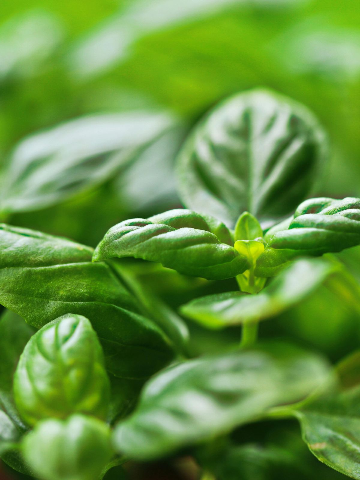 Basil Emerald Towers