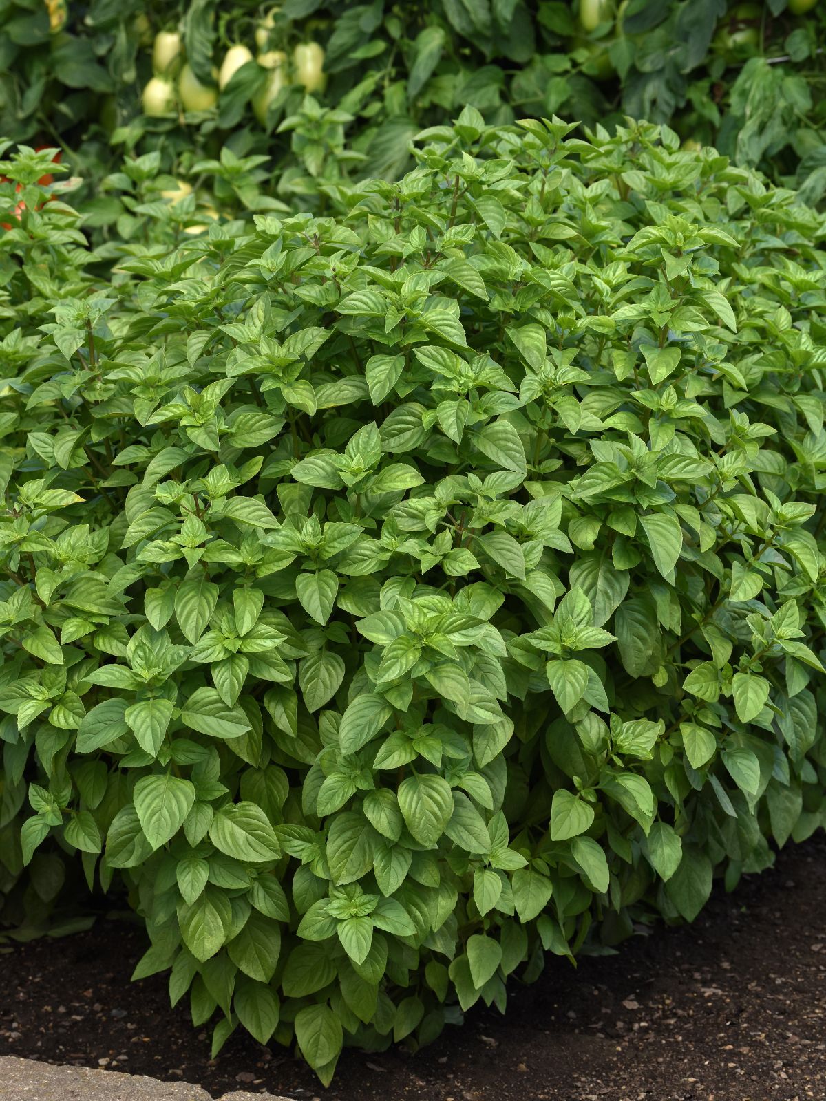 Basil Lemon Burst