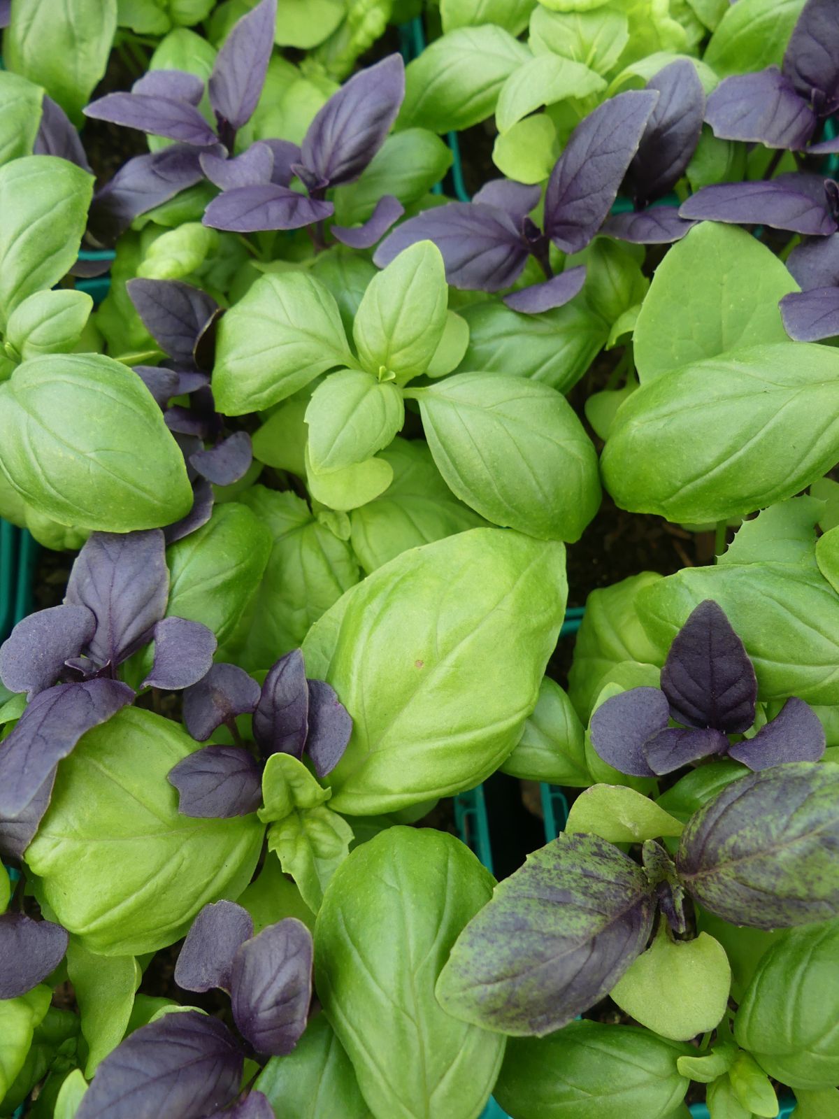 Basil Mixed