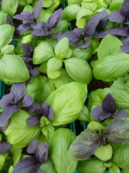 Basil Mixed