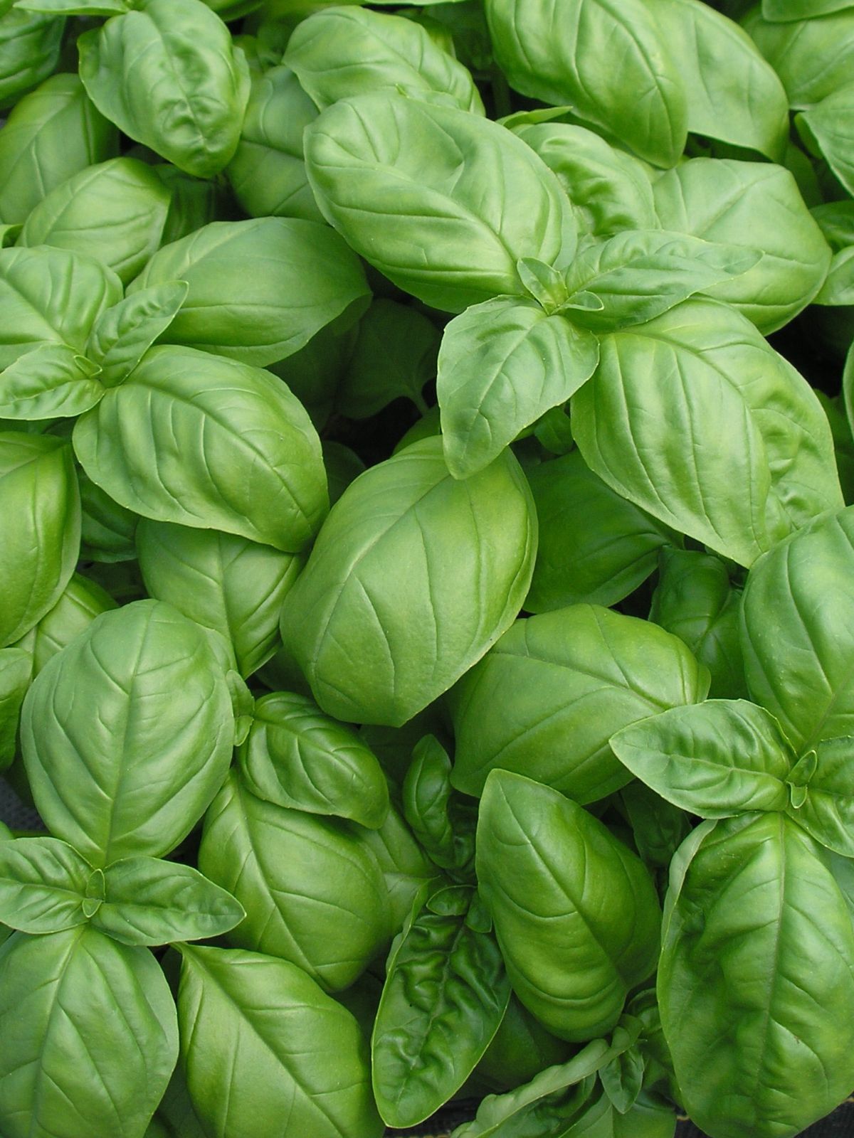 Basil Pesto Party