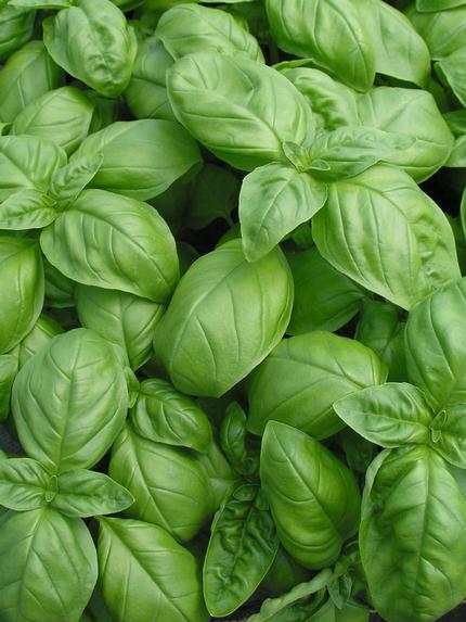 Basil Pesto Party