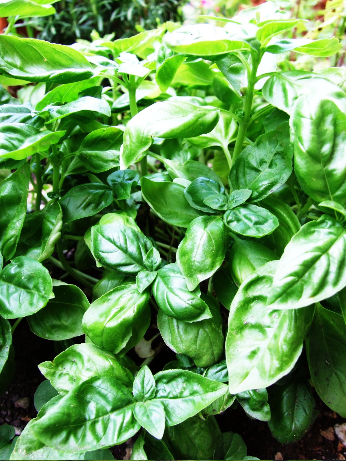 Basil Sweet