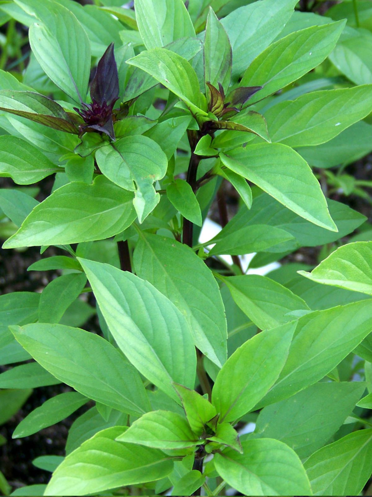 Basil Thai
