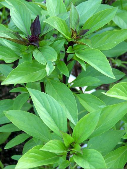 Basil Thai